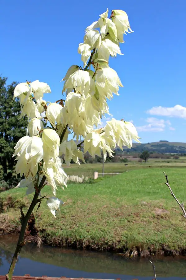 The Underberg Fields of Gold. My stay in the foothills of the great Drakensberg Mountains, South Africa | berrysweetlife.com