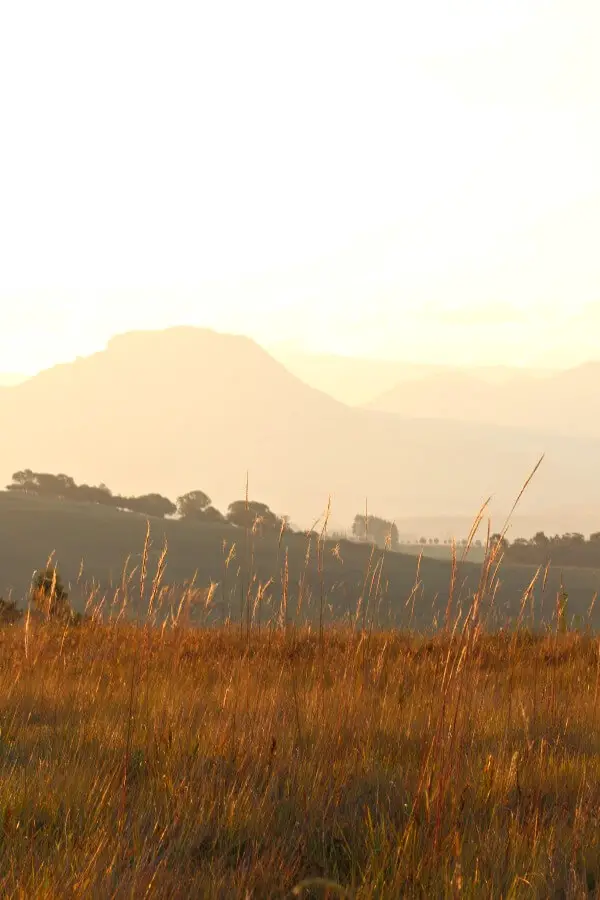 The Underberg Fields of Gold. My stay in the foothills of the great Drakensberg Mountains, South Africa | berrysweetlife.com