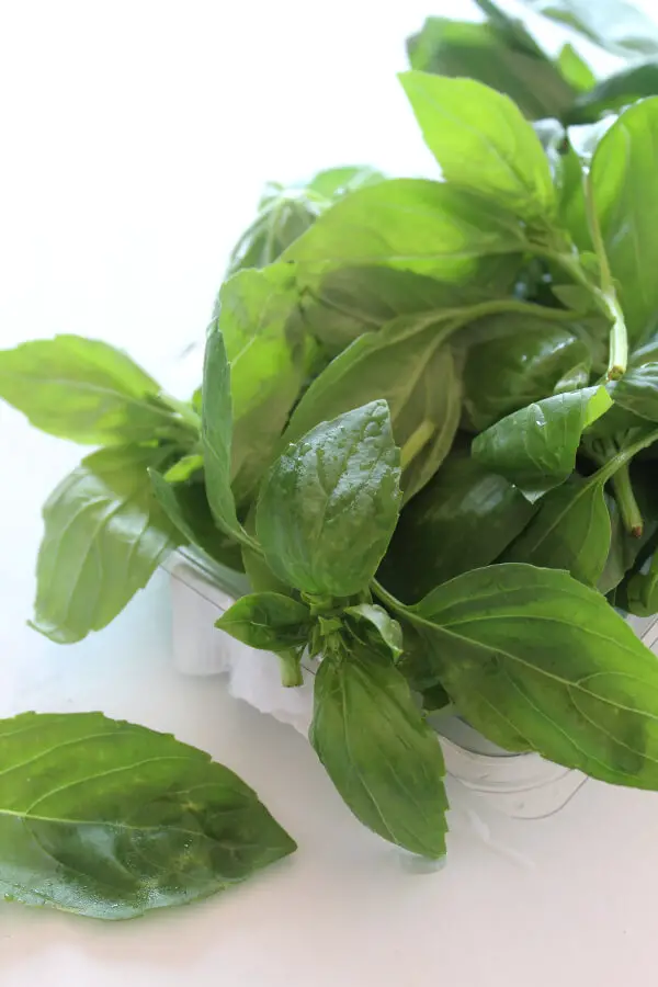 Make easy basil pesto with this Simple Homemade Fresh Basil Pesto recipe, it's beautifully fresh. Made with basil, almonds, olive oil, garlic and parmesan | berrysweetlife.com