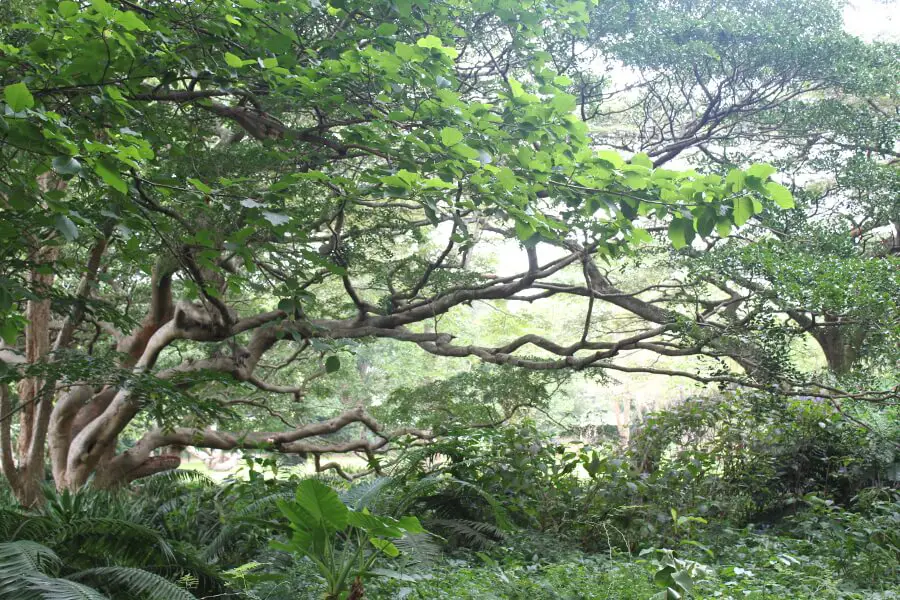 Charming Botanical Gardens Durban - Berry Sweet Life