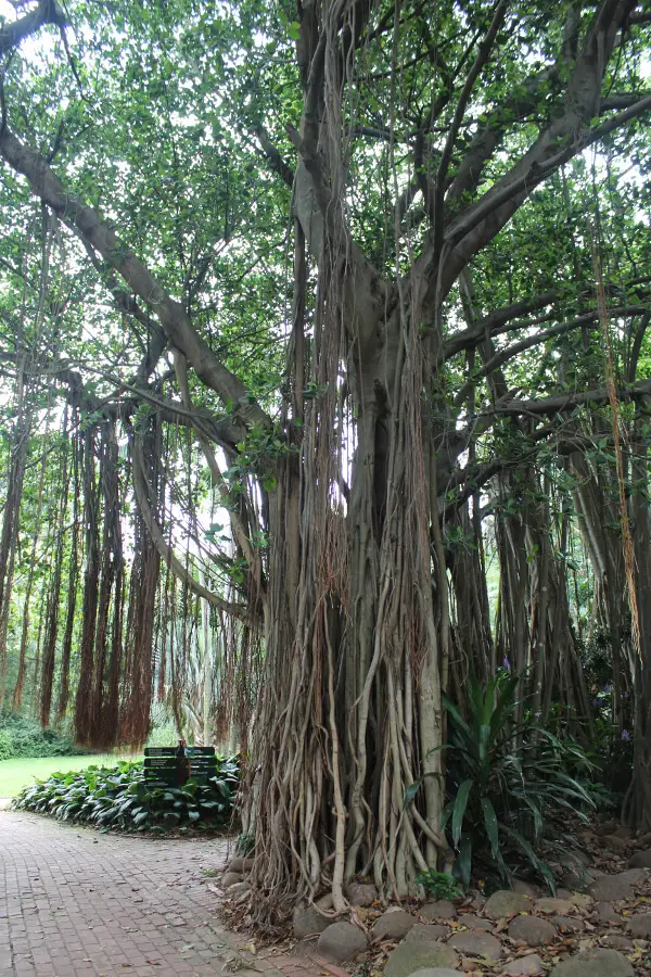 Charming Botanical Gardens Durban - Berry Sweet Life