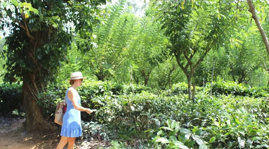 Virgin White Tea Plantation In Galle | berrysweetlife.com