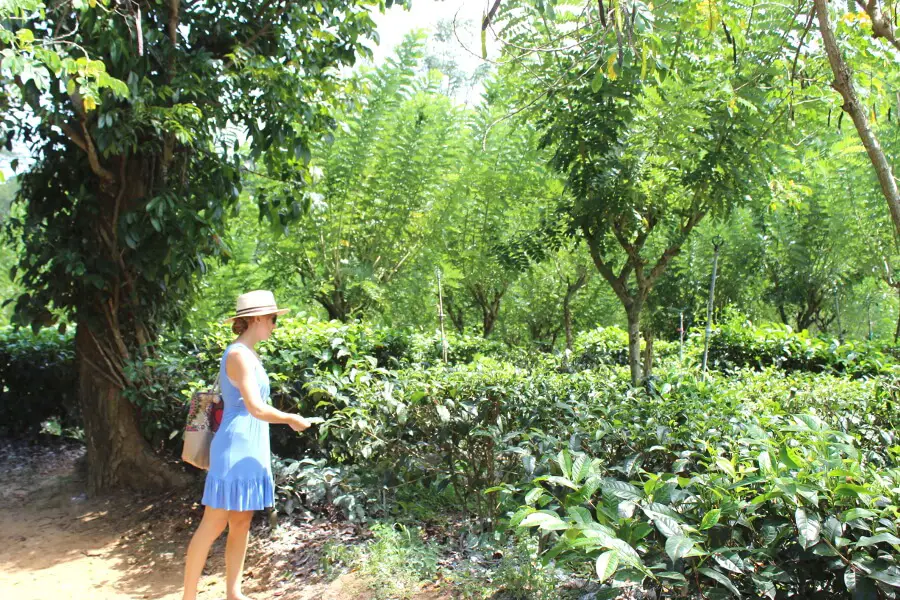 Virgin White Tea Plantation In Galle | berrysweetlife.com