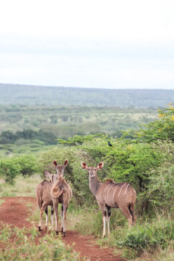 Rhino River Lodge | berrysweetlife.com