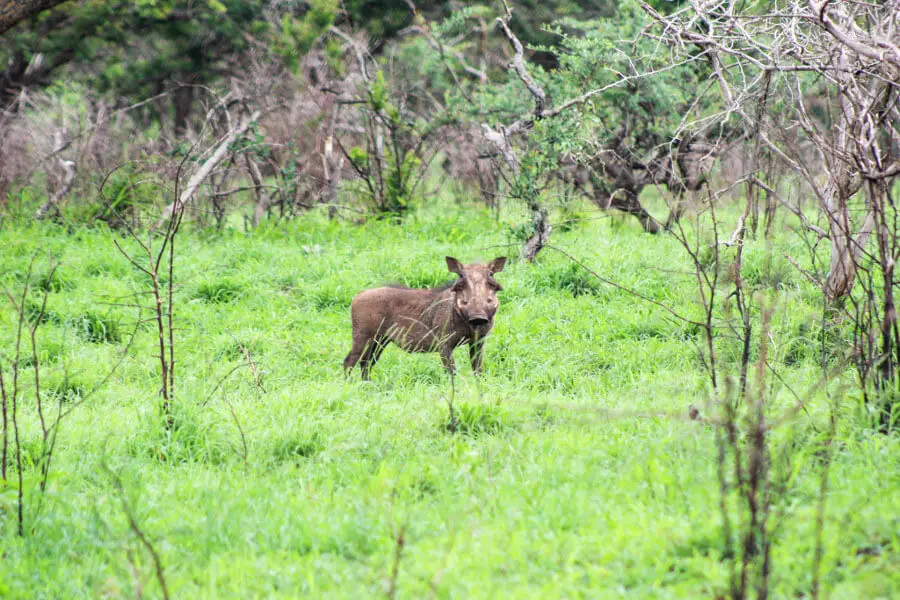 Rhino River Lodge | berrysweetlife.com