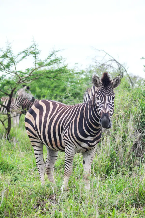 Rhino River Lodge | berrysweetlife.com