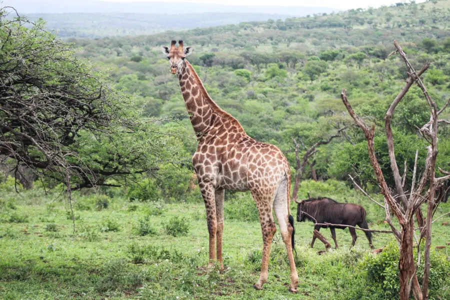 Rhino River Lodge | berrysweetlife.com