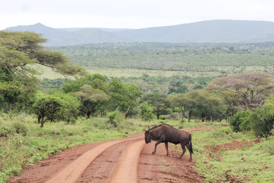 Rhino River Lodge | berrysweetlife.com