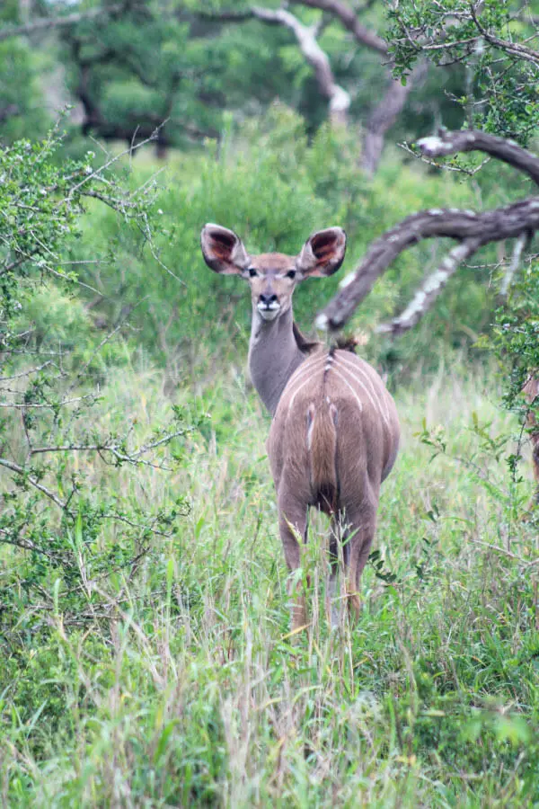 Rhino River Lodge | berrysweetlife.com