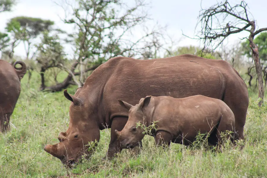 Rhino River Lodge | berrysweetlife.com