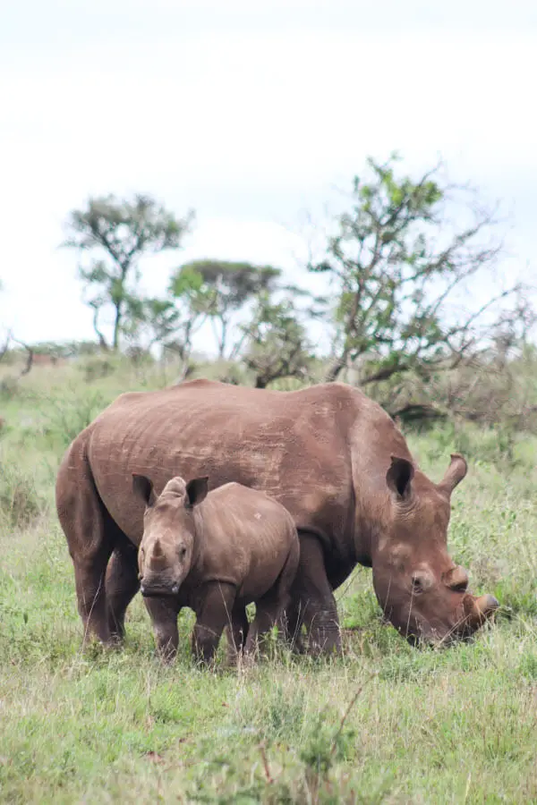 Rhino River Lodge | berrysweetlife.com