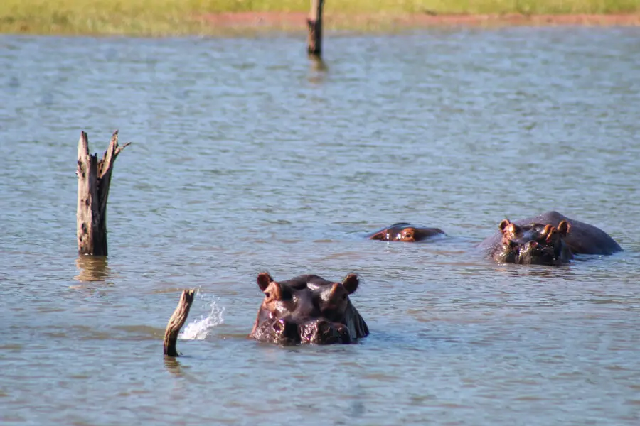 Spurwing Island Kariba | berrysweetlife.com