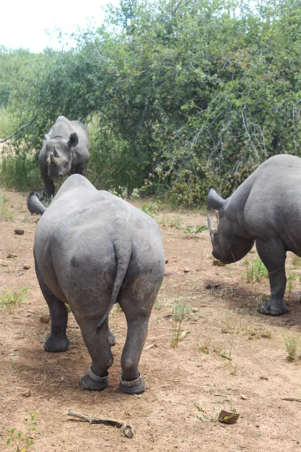 Imire Rhino & Wildlife Conservation | berrysweetlife.com