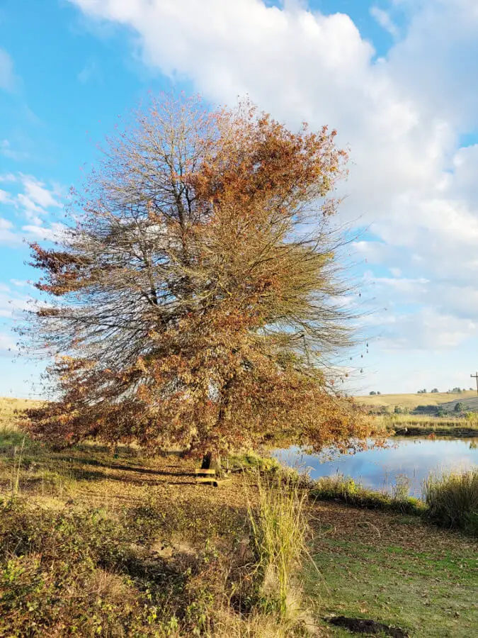 Brahman Hills | berrysweetlife.com