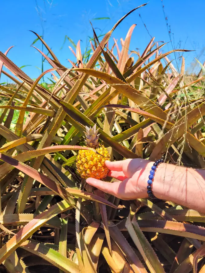 Pineapple and hand