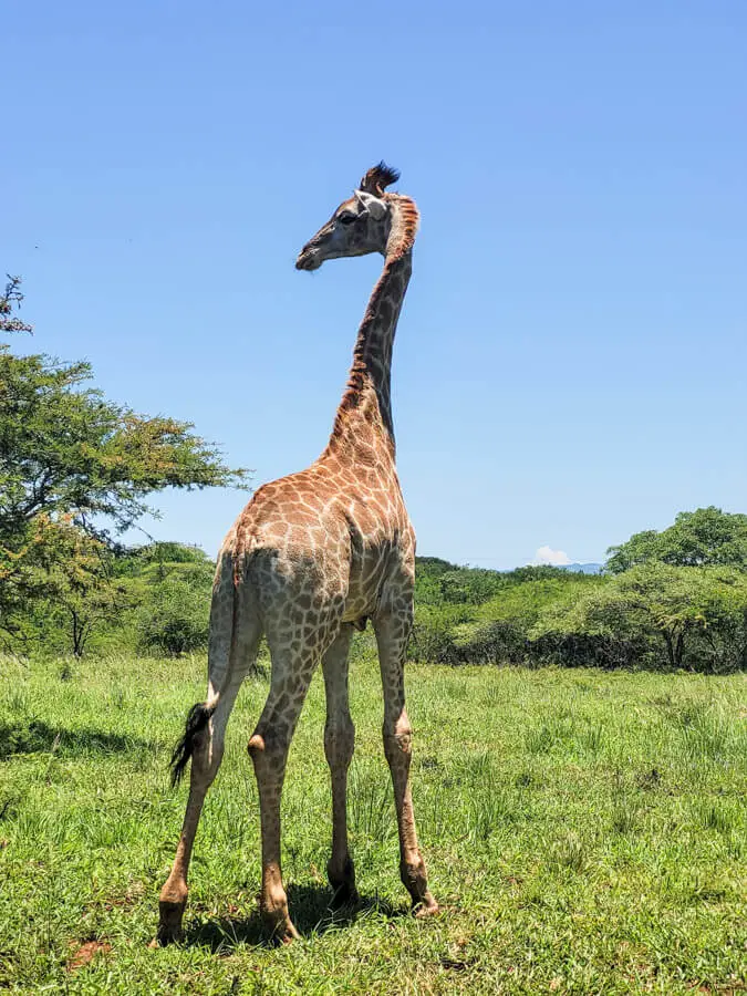 Baby Giraffe