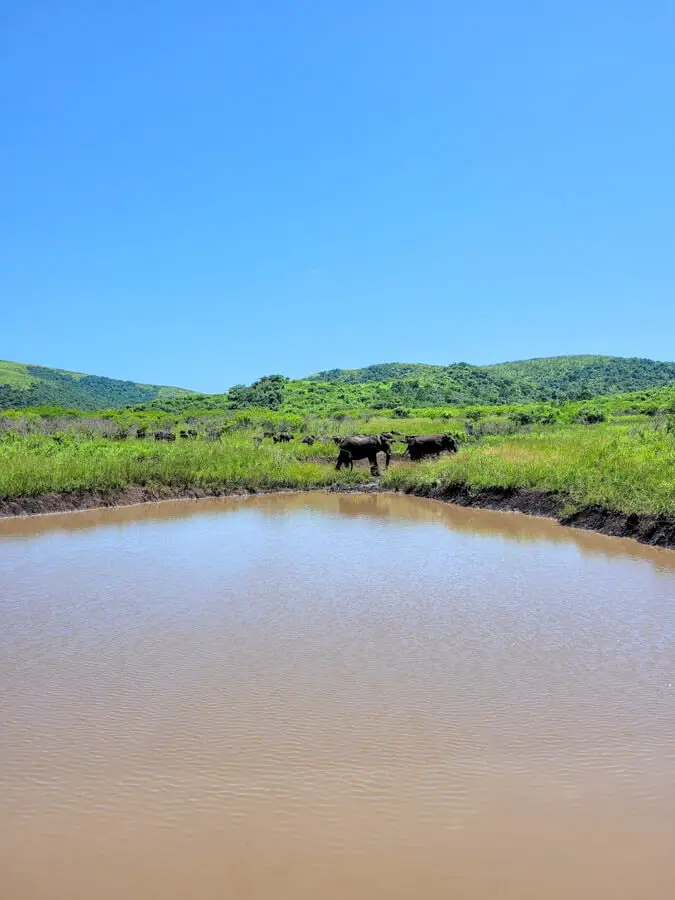 Hluhluwe Game Drive | berrysweetlife.com