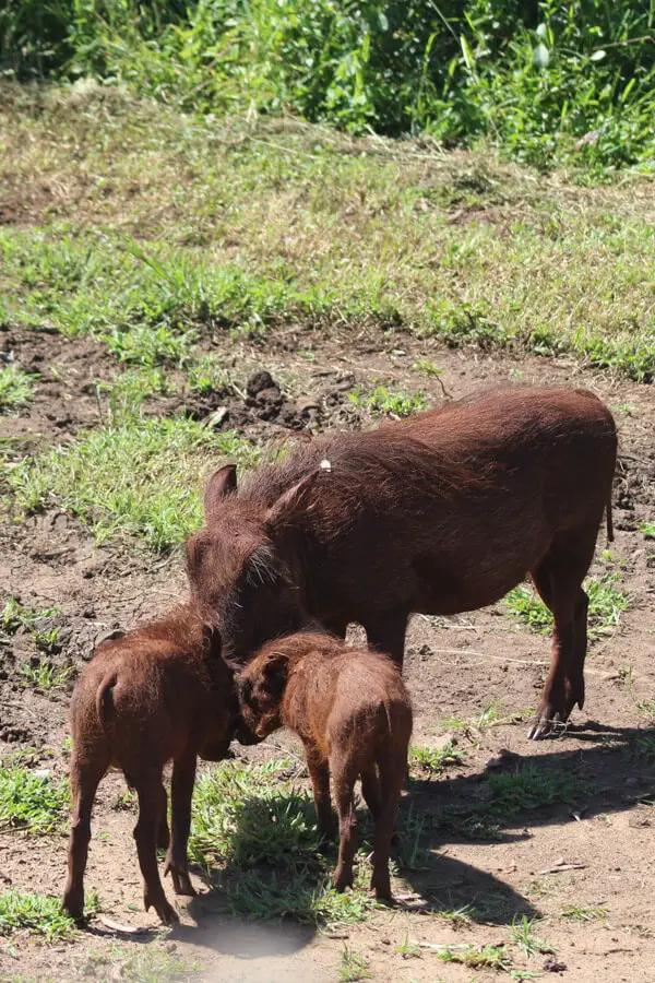 Warthog mother with two babies