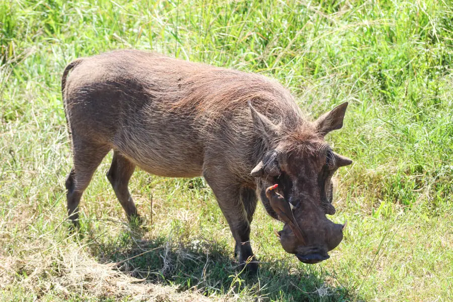 Hluhluwe Game Drive | berrysweetlife.com