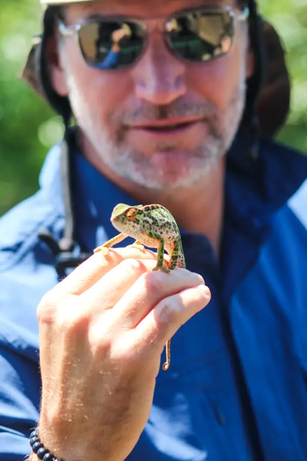 Man holding green chameleon