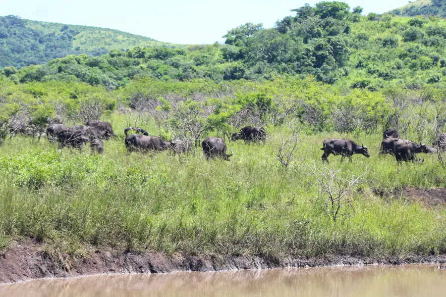 buffalo in the bush