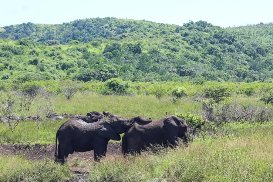 Hluhluwe Game Drive | berrysweetlife.com