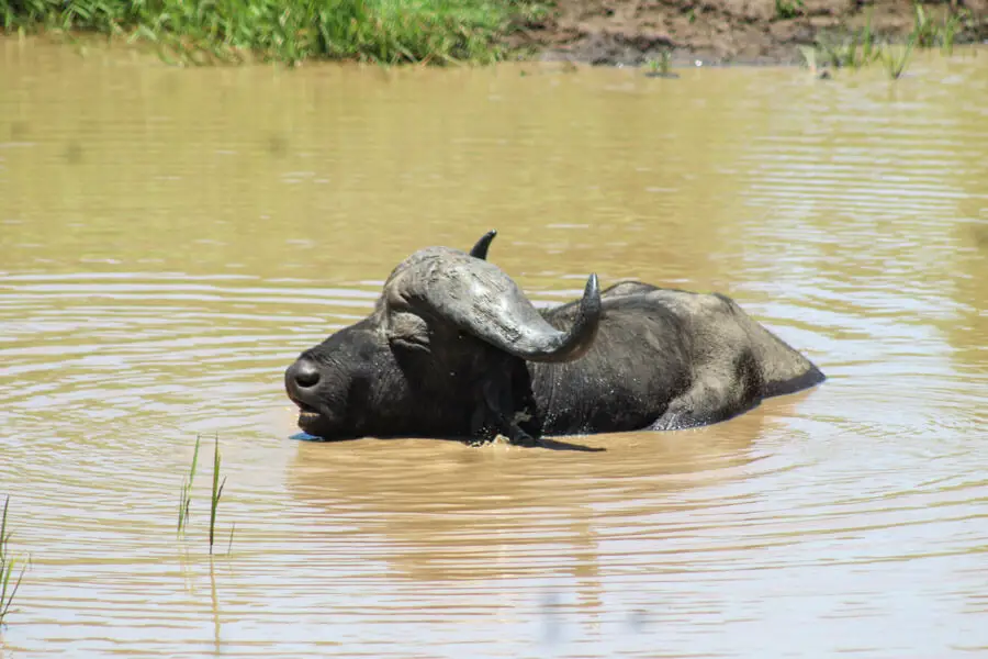 Hluhluwe Game Drive | berrysweetlife.com