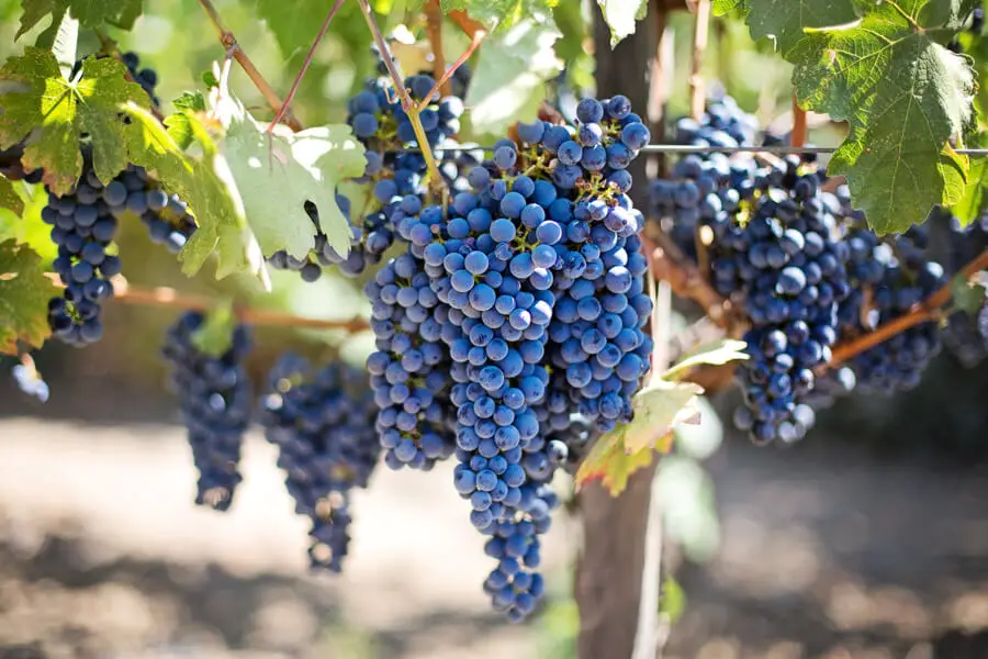 Red grapes on grape vines